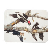 アイボリーハシミキツツキ， 1829, (プリント) マグネット (横)