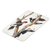 アイボリーハシミキツツキ， 1829, (プリント) マグネット (左側)