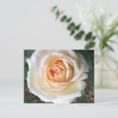 アイボリーホワイトサマーバラはがき ポストカード (スタンド正面)