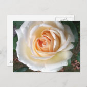 アイボリーホワイトサマーバラはがき ポストカード (正面/裏面)