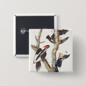 アイボリー勘定書を出されたキツツキ1829年、(プリント) 缶バッジ (正面&裏面)