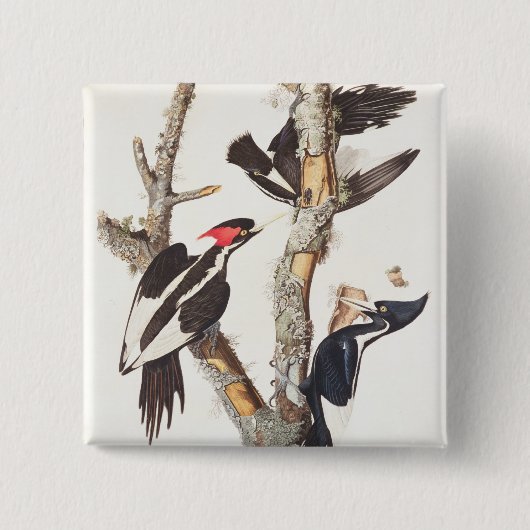 アイボリー勘定書を出されたキツツキ1829年、(プリント) 缶バッジ (正面)