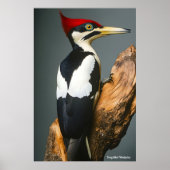 アイボリー ポスター (正面)