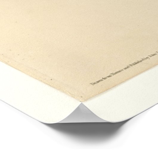 アイボリー ポスター (角)