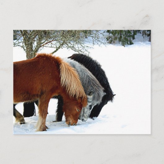 アイランズハスター – ハースト ポストカード (正面)