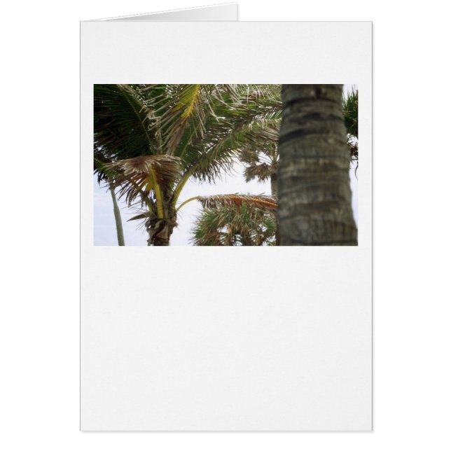 アイランドタイムだ！ (正面)