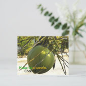 アイランド（ココナッツ） ポストカード (スタンド正面)