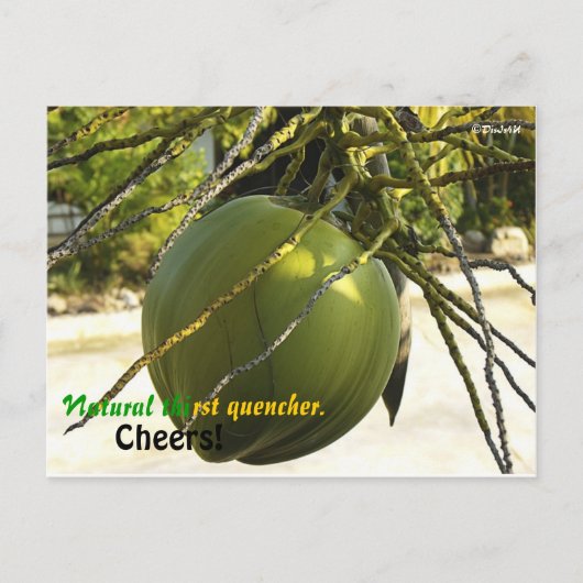 アイランド（ココナッツ） ポストカード (正面)