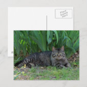 アイリスとグレー・タビー・キャット ポストカード (正面/裏面)