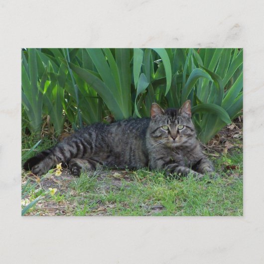 アイリスとグレー・タビー・キャット ポストカード (正面)