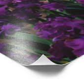 アイリスとルパンの庭とティートンレンジ フォトプリント            (角)