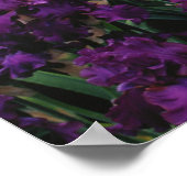 アイリスとルパンの庭とティートンレンジ ポスター (角)