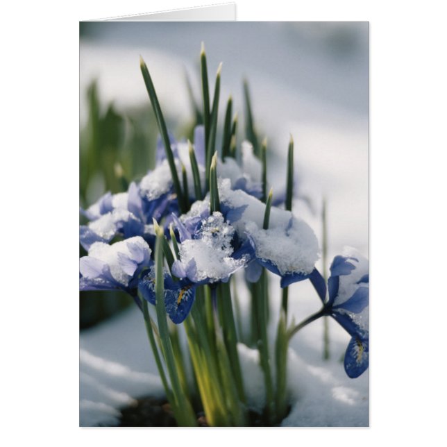 アイリスのクローズアップ (正面)