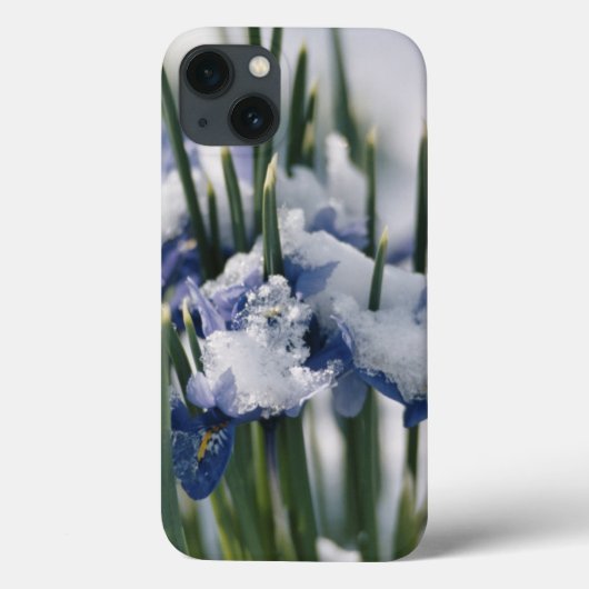 アイリスのクローズアップ Case-Mate iPhoneケース (裏面)