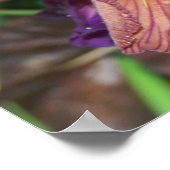 アイリスエプルーア ポスター (角)