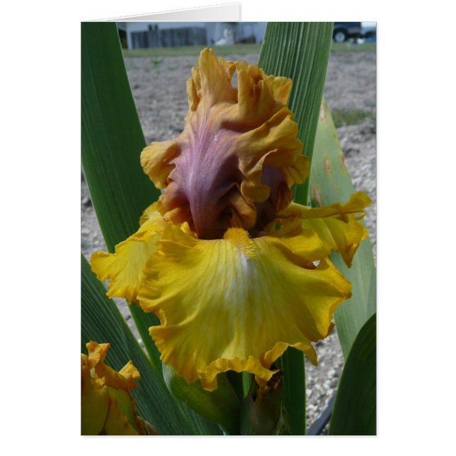 アイリスカード-成金-空白のなカード (正面)