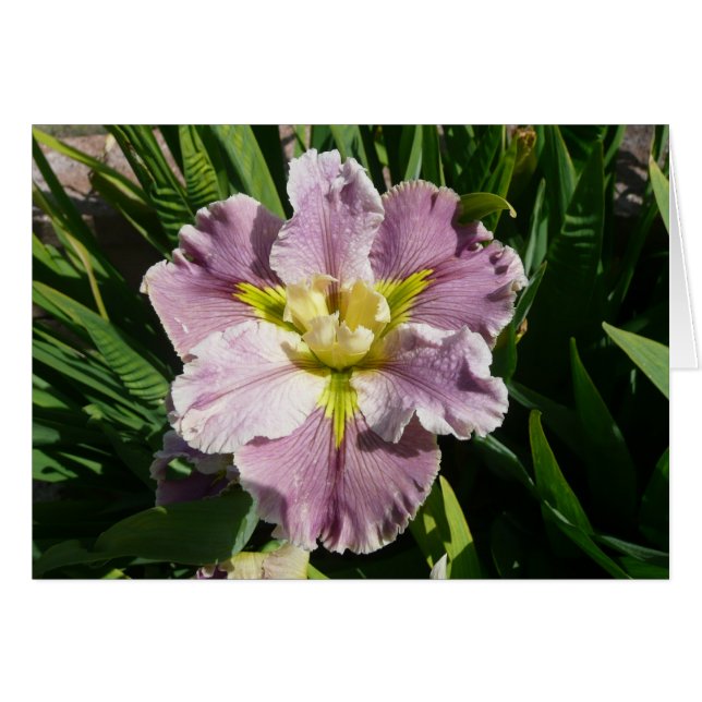 アイリスカード- DURELの遅参者-空白のなカード (正面横)