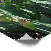 アイリスガーデンパープルアイリスコテージフローラポスター ポスター (角)