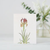 アイリスサリバイウィリアム・ダイクス ポストカード (スタンド正面)