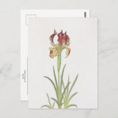 アイリスサリバイウィリアム・ダイクス ポストカード (正面/裏面)