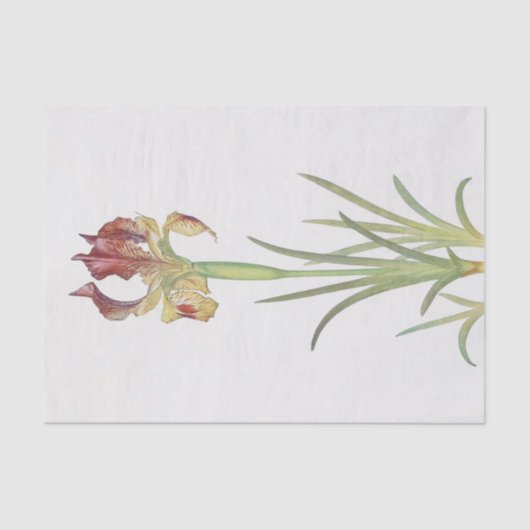 アイリスサリバイウィリアム・ダイクス 薄葉紙 (正面)