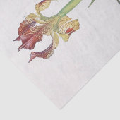 アイリスサリバイウィリアム・ダイクス 薄葉紙 (詳細)