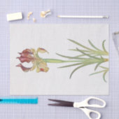 アイリスサリバイウィリアム・ダイクス 薄葉紙 (クラフト)