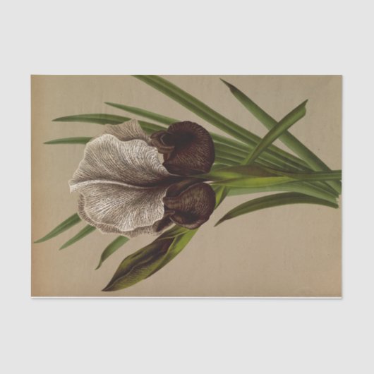 アイリススシアナバイアレンティナヘンドリカアレンドセン 薄葉紙 (正面)