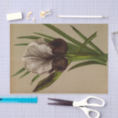 アイリススシアナバイアレンティナヘンドリカアレンドセン 薄葉紙 (クラフト)