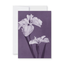 アイリスファインアート