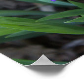 アイリスフラワーフォトポスター ポスター (角)