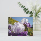 アイリスフラワーメドウのポストカードパープルホワイトアイリス ポストカード (スタンド正面)