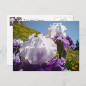 アイリスフラワーメドウのポストカードパープルホワイトアイリス ポストカード (正面/裏面)