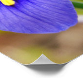 アイリスポスター ポスター (角)