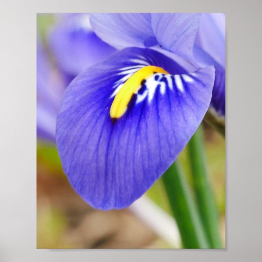 アイリスポスター ポスター (正面)