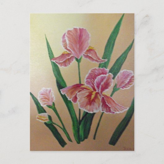 アイリスポストカード ポストカード (正面)