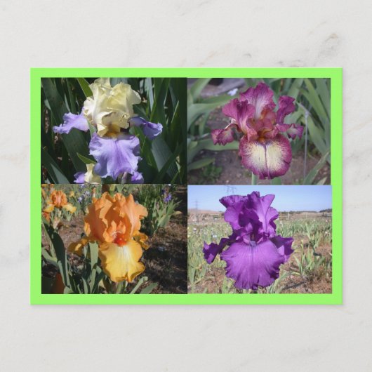 アイリスポストカード ポストカード (正面)