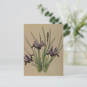 アイリスレティキュラタバイアレンティナヘンドリカアレンドセン ポストカード (スタンド正面)