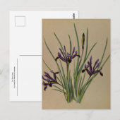 アイリスレティキュラタバイアレンティナヘンドリカアレンドセン ポストカード (正面/裏面)