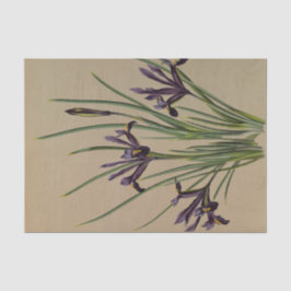 アイリスレティキュラタバイアレンティナヘンドリカアレンドセン 薄葉紙