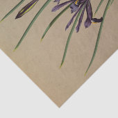 アイリスレティキュラタバイアレンティナヘンドリカアレンドセン 薄葉紙 (詳細)