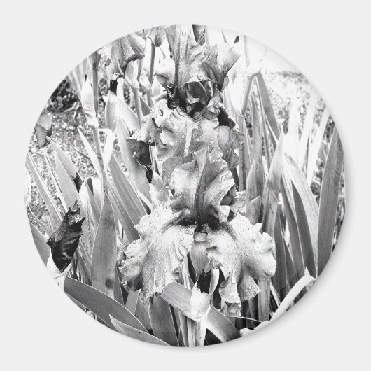 アイリス優れた..... マグネット (正面)