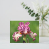 アイリス写真「ロックスター」 ポストカード (スタンド正面)