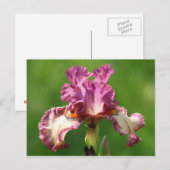 アイリス写真「ロックスター」 ポストカード (正面/裏面)