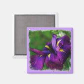 アイリス日本のマグネット マグネット (正面/裏面)