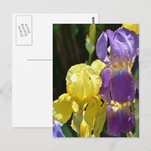 アイリス春 ポストカード (正面/裏面)