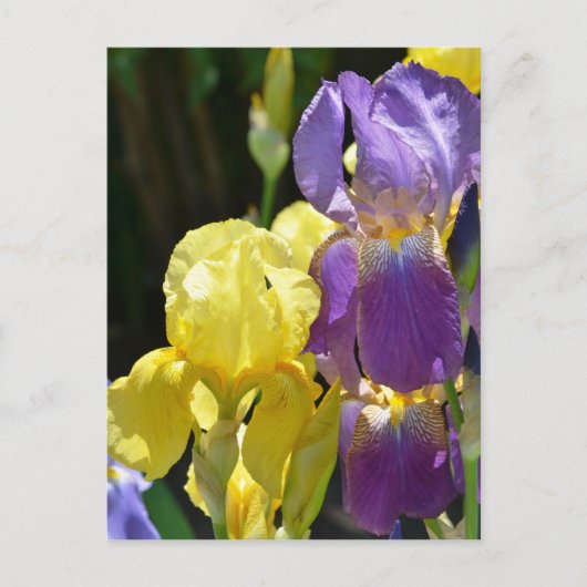 アイリス春 ポストカード (正面)