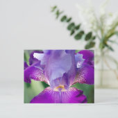 アイリス白熱［赤熱］光を放つ自然/フローラ/植物写真 ポストカード (スタンド正面)