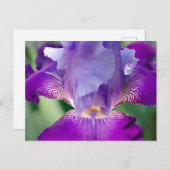 アイリス白熱［赤熱］光を放つ自然/フローラ/植物写真 ポストカード (正面/裏面)