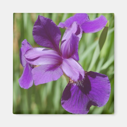 アイリス磁石 マグネット (正面)